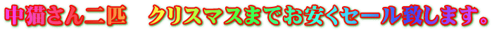 中猫さん二匹 クリスマスまでお安くセール致します。